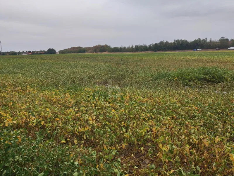 TOP-AGRARINVESTMENT: ERSTE-KLASSE ACKERFLÄCHE IN TIEFER LAGE IM MARCHFELD